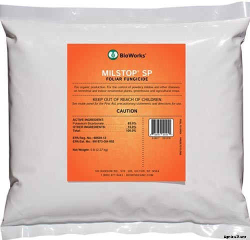 How to Prevent and Treat Powdery Mildew on Pumpkin Plants