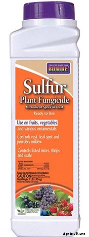 How to Prevent and Treat Powdery Mildew on Pumpkin Plants