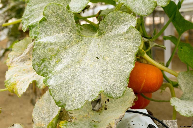 How to Prevent and Treat Powdery Mildew on Pumpkin Plants