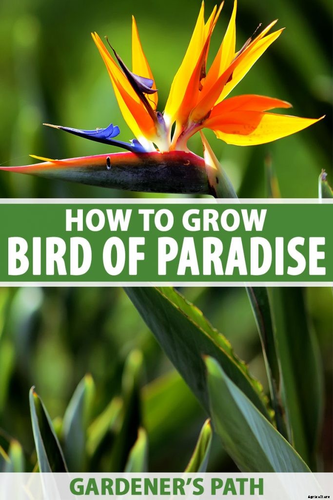 How to Grow Bird of Paradise: a Stunning Easy-Care Perennial