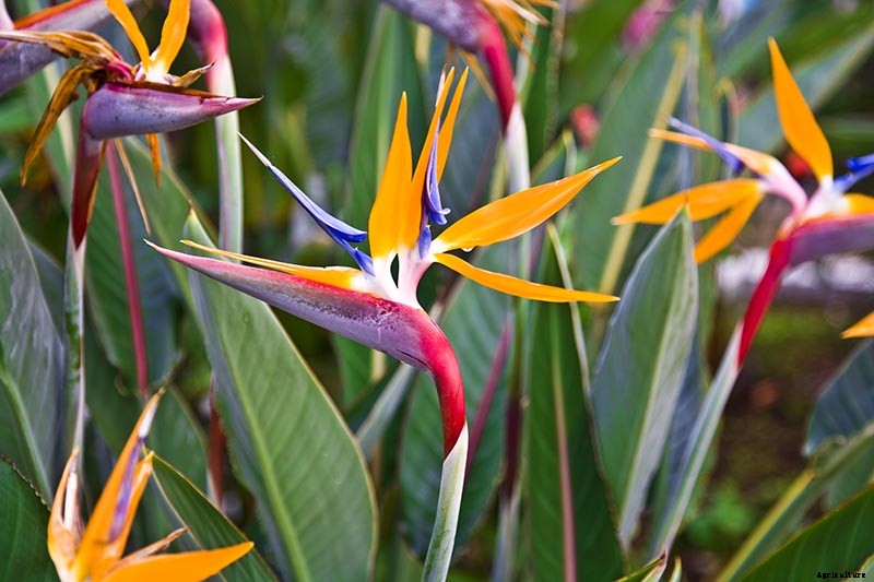 How to Grow Bird of Paradise: a Stunning Easy-Care Perennial