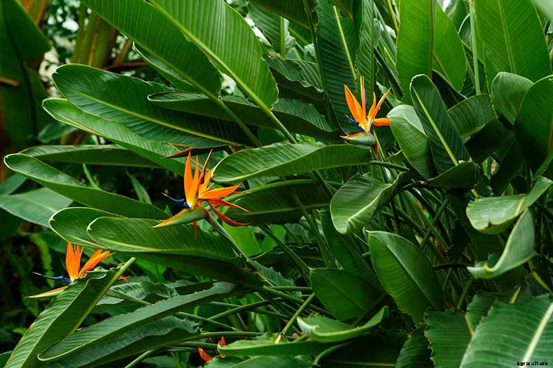 How to Grow Bird of Paradise: a Stunning Easy-Care Perennial