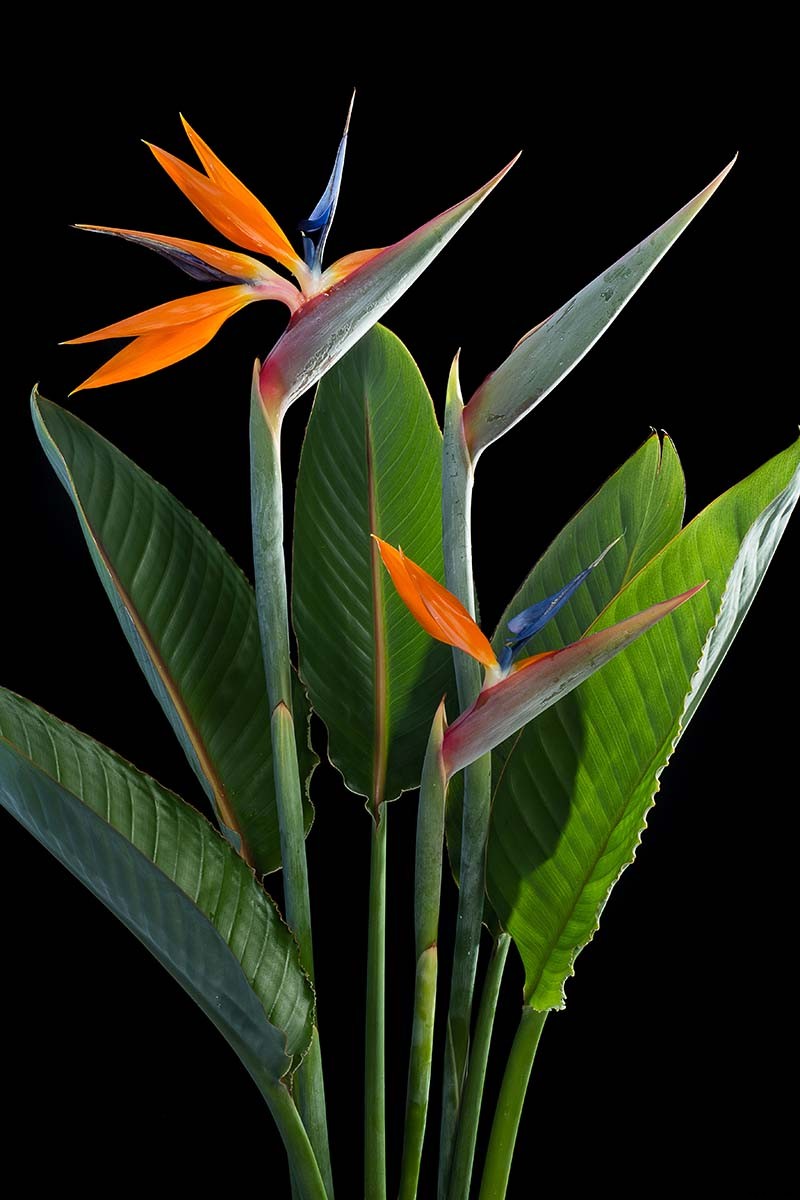 How to Grow Bird of Paradise: a Stunning Easy-Care Perennial