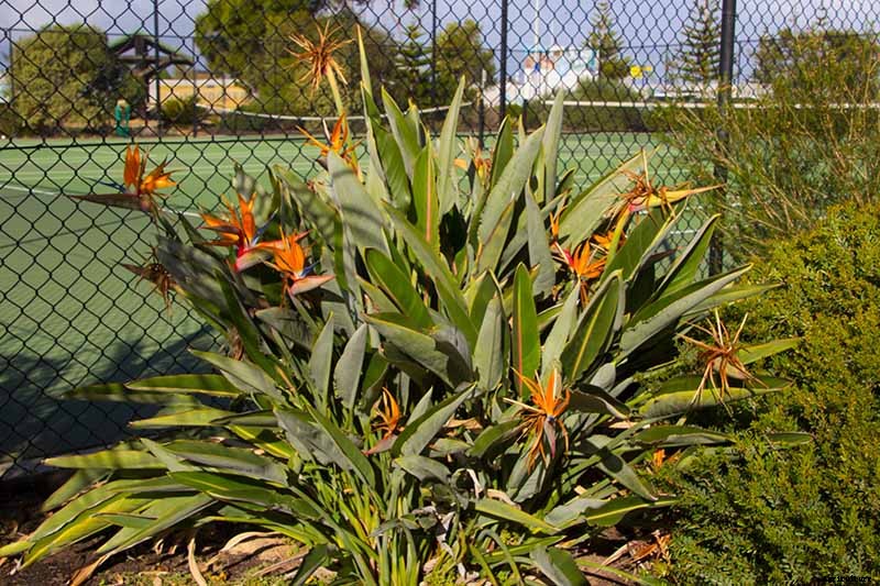 How to Grow Bird of Paradise: a Stunning Easy-Care Perennial