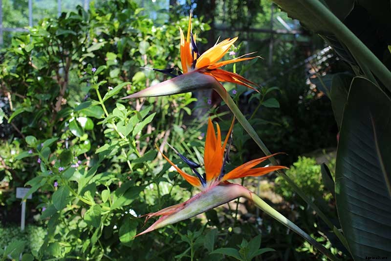 How to Grow Bird of Paradise: a Stunning Easy-Care Perennial