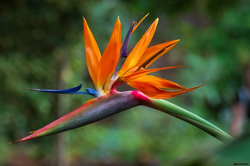 How to Grow Bird of Paradise: a Stunning Easy-Care Perennial