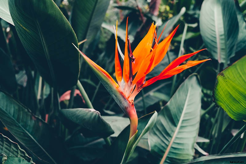 How to Grow Bird of Paradise: a Stunning Easy-Care Perennial