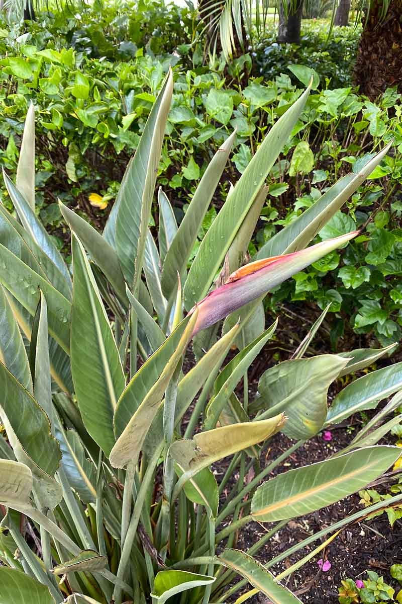 How to Grow Bird of Paradise: a Stunning Easy-Care Perennial