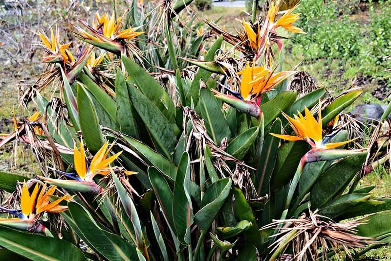 How to Grow Bird of Paradise: a Stunning Easy-Care Perennial