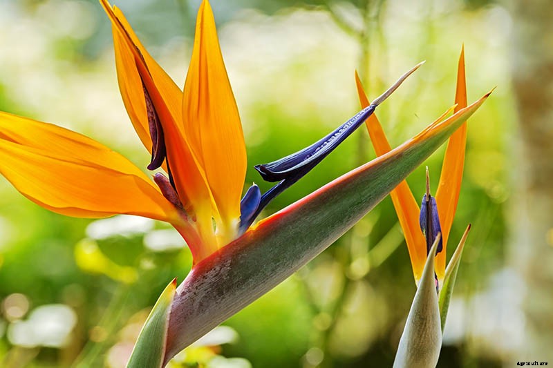 How to Grow Bird of Paradise: a Stunning Easy-Care Perennial