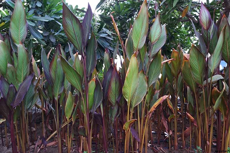 How to Grow Bird of Paradise: a Stunning Easy-Care Perennial