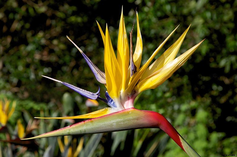 How to Grow Bird of Paradise: a Stunning Easy-Care Perennial