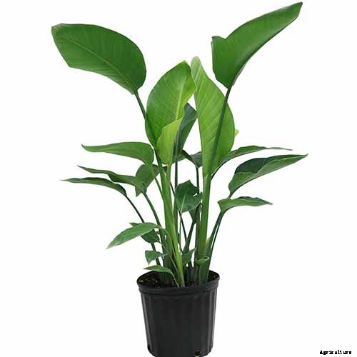 How to Grow Bird of Paradise: a Stunning Easy-Care Perennial