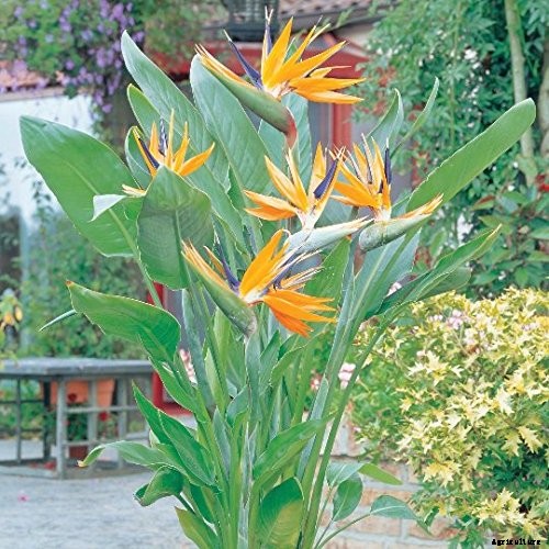 How to Grow Bird of Paradise: a Stunning Easy-Care Perennial