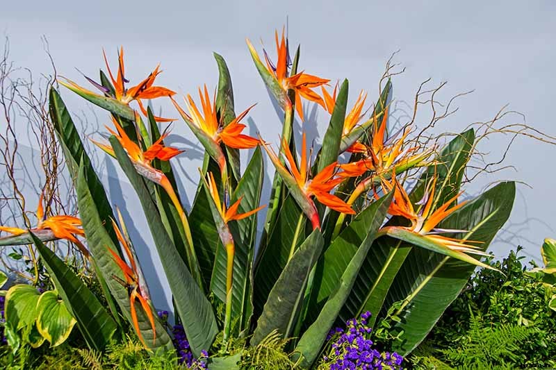 How to Grow Bird of Paradise: a Stunning Easy-Care Perennial