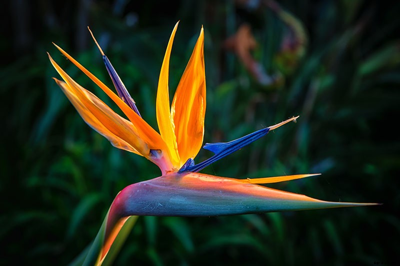 How to Grow Bird of Paradise: a Stunning Easy-Care Perennial