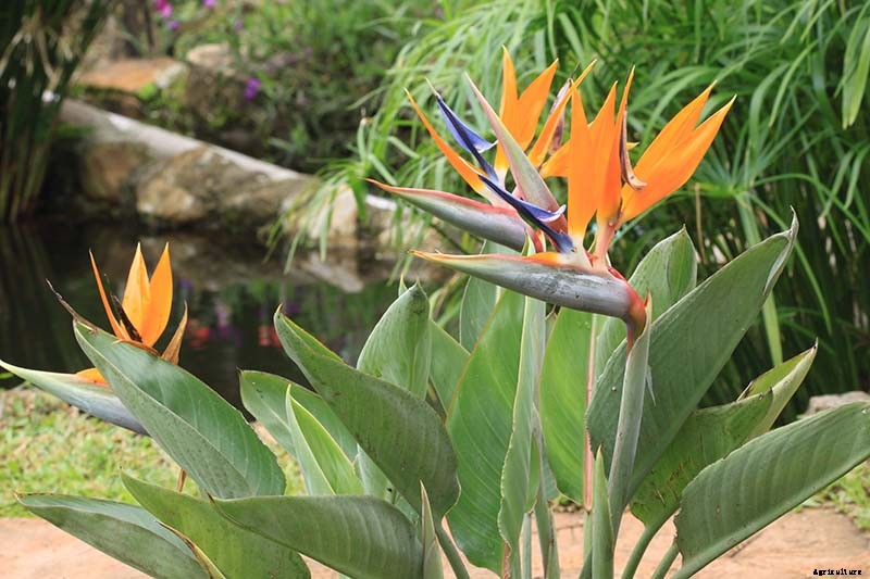 How to Grow Bird of Paradise: a Stunning Easy-Care Perennial