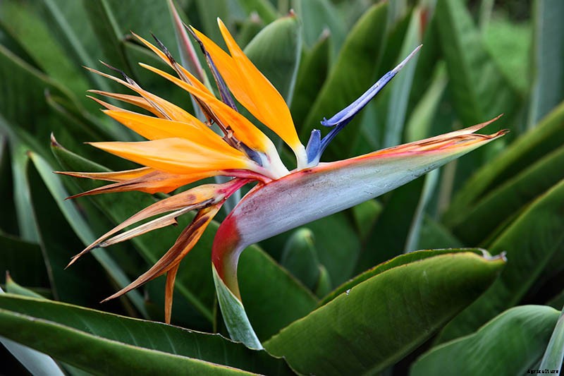 How to Grow Bird of Paradise: a Stunning Easy-Care Perennial