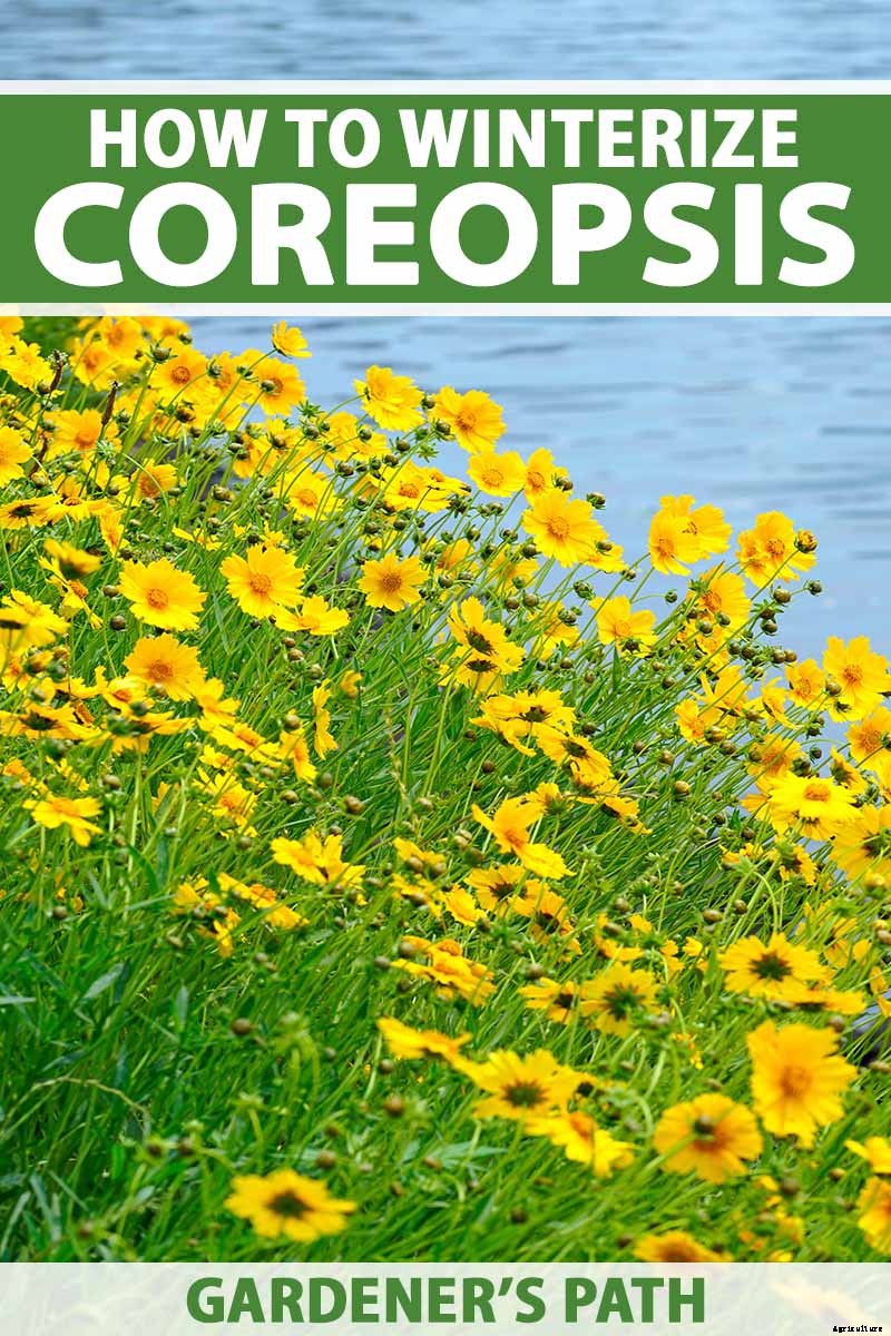 How to Prepare Coreopsis for Winter