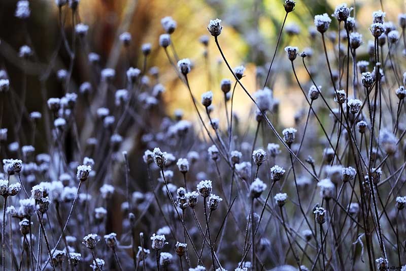 How to Prepare Coreopsis for Winter