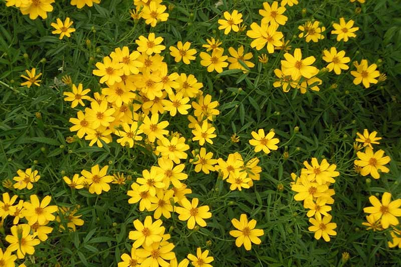 How to Prepare Coreopsis for Winter