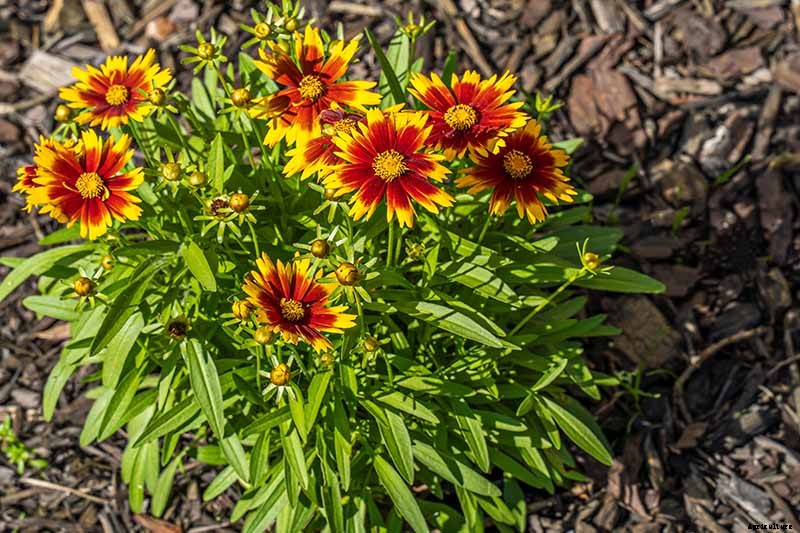 How to Prepare Coreopsis for Winter