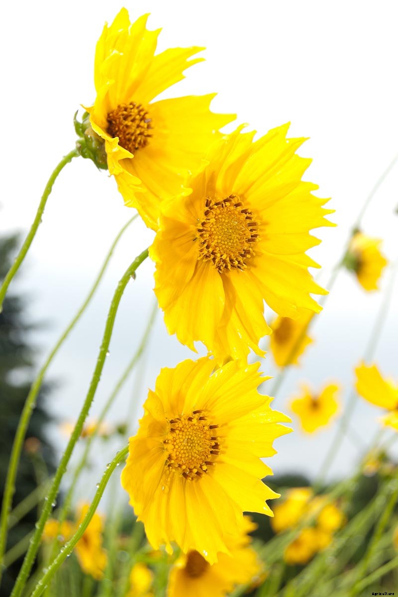 How to Prepare Coreopsis for Winter