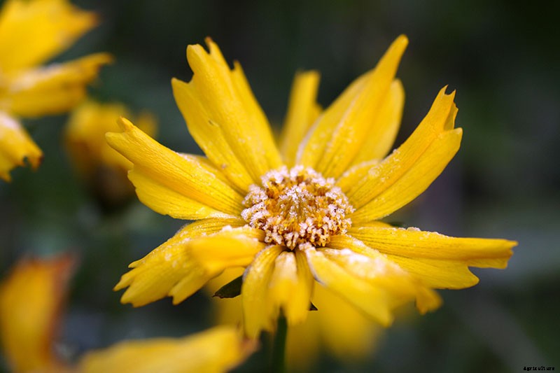 How to Prepare Coreopsis for Winter