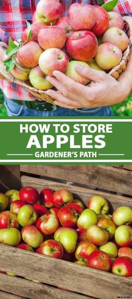 How to Store Your Apple Harvest