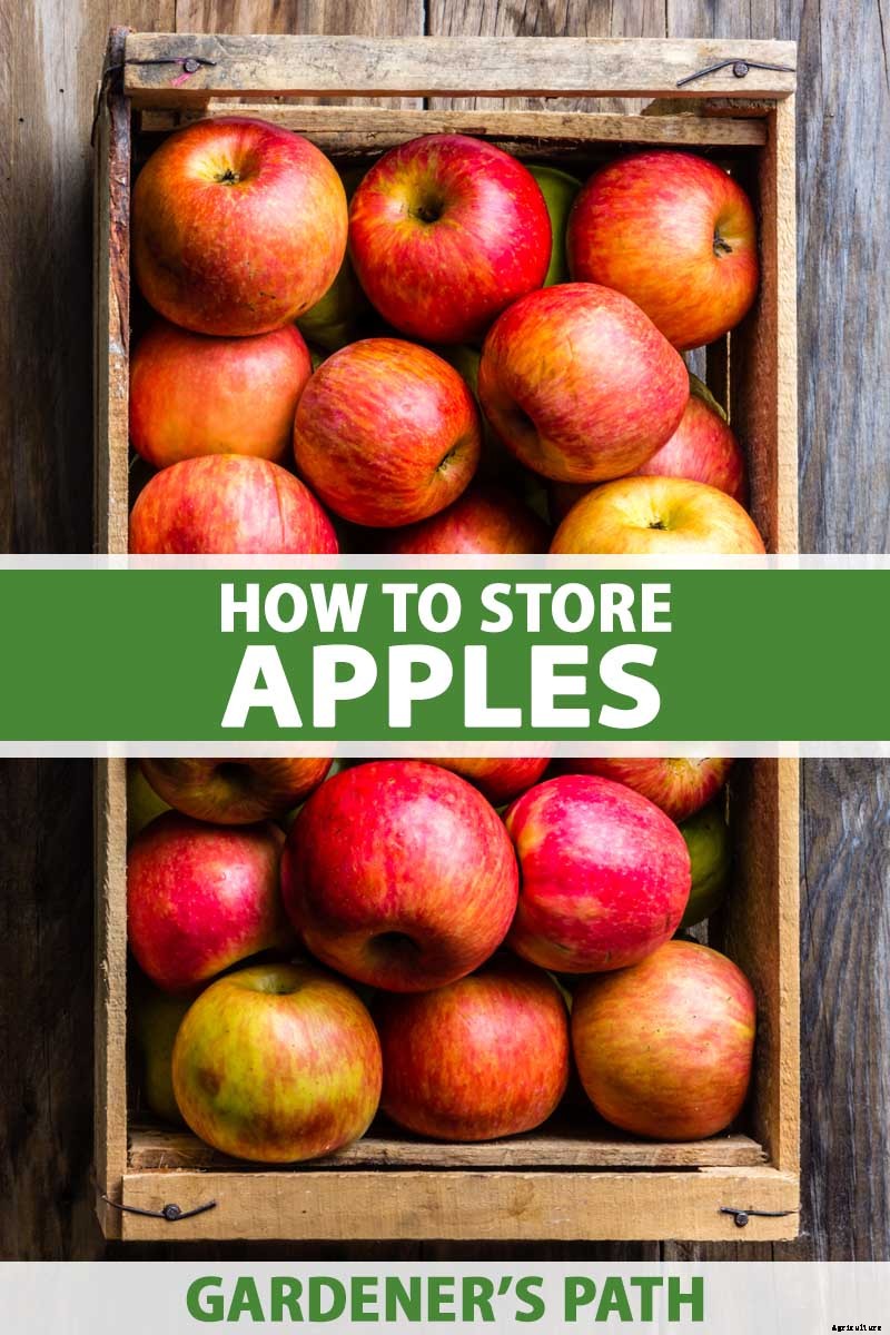 How to Store Your Apple Harvest