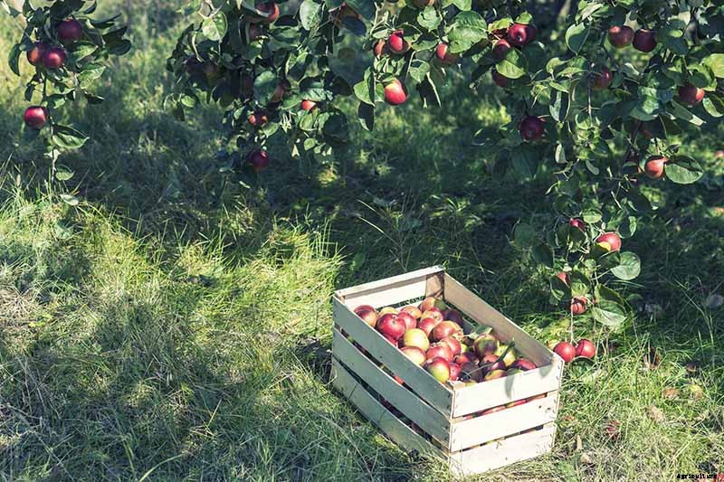 How to Store Your Apple Harvest