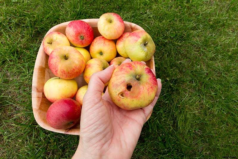 How to Store Your Apple Harvest