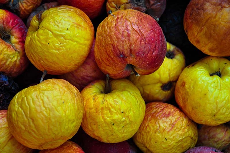 How to Store Your Apple Harvest