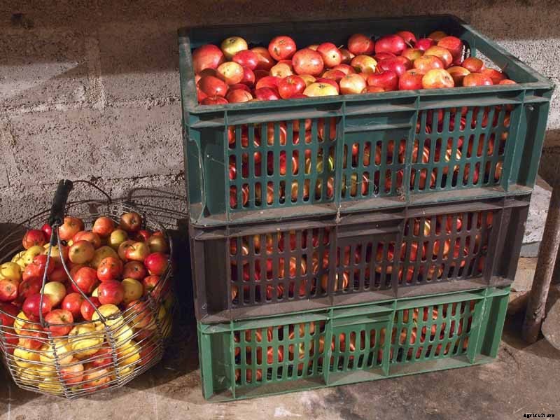 How to Store Your Apple Harvest