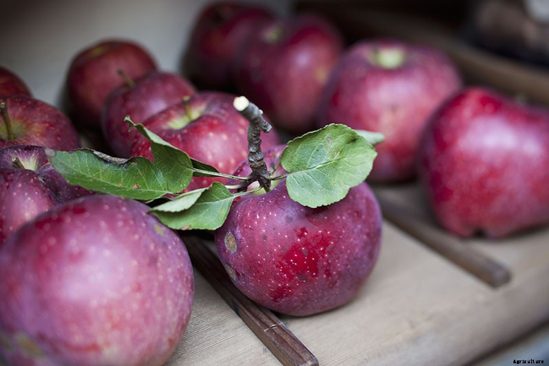 How to Store Your Apple Harvest