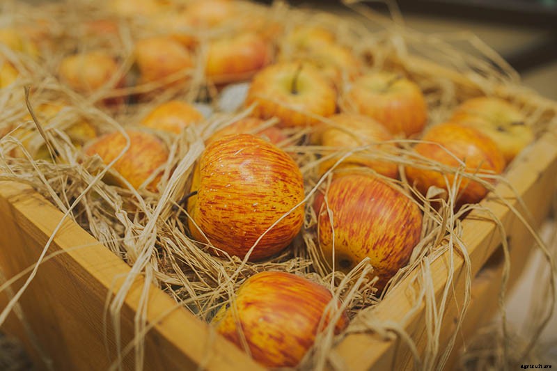 How to Store Your Apple Harvest