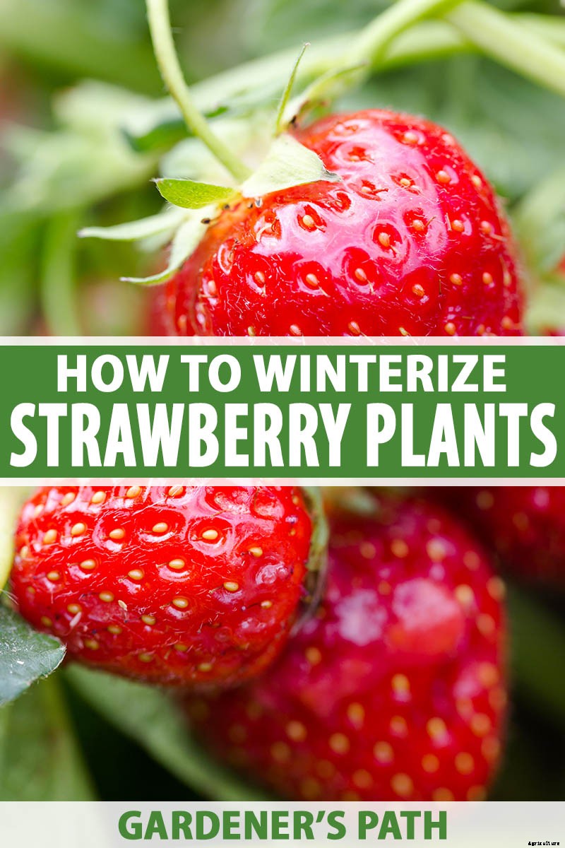 How to Put Strawberry Plants to Bed for the Winter