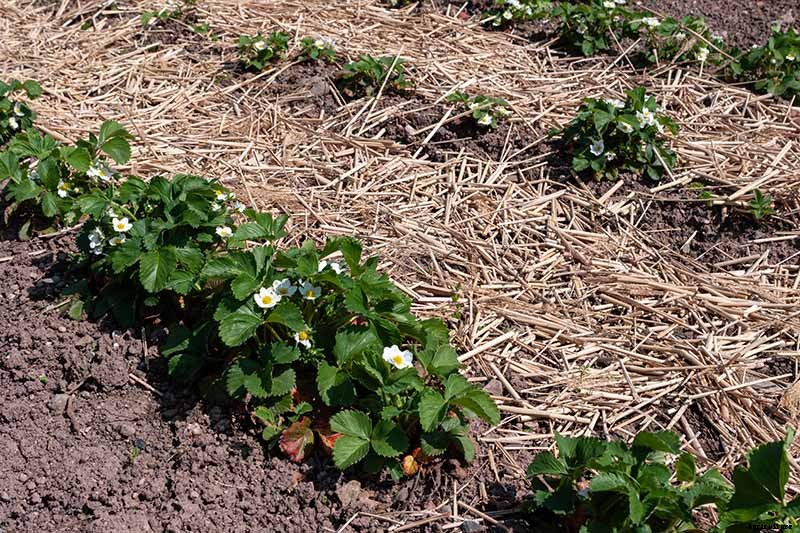 How to Put Strawberry Plants to Bed for the Winter