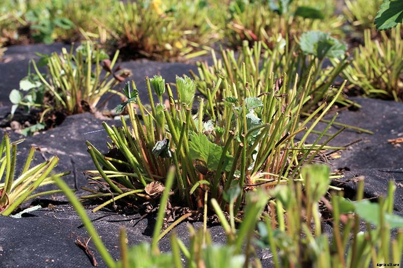 How to Put Strawberry Plants to Bed for the Winter