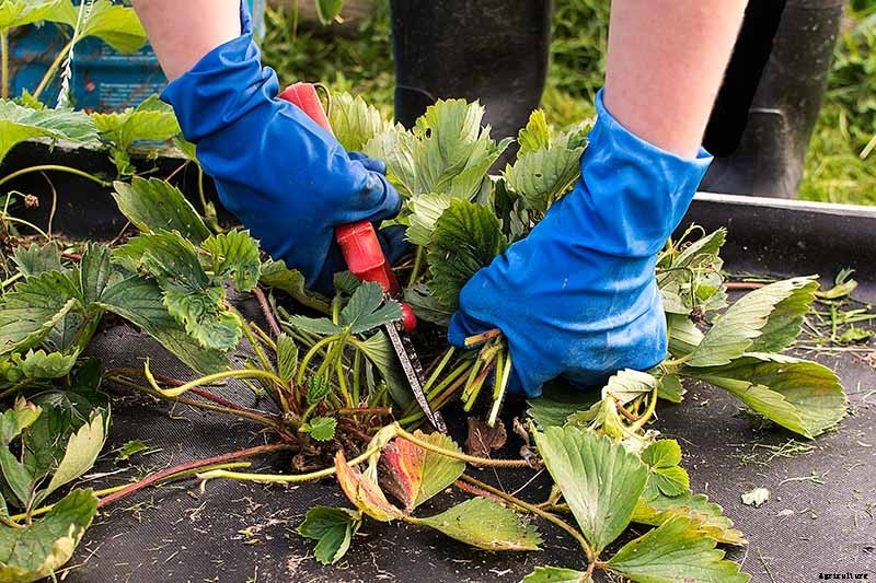 How to Put Strawberry Plants to Bed for the Winter