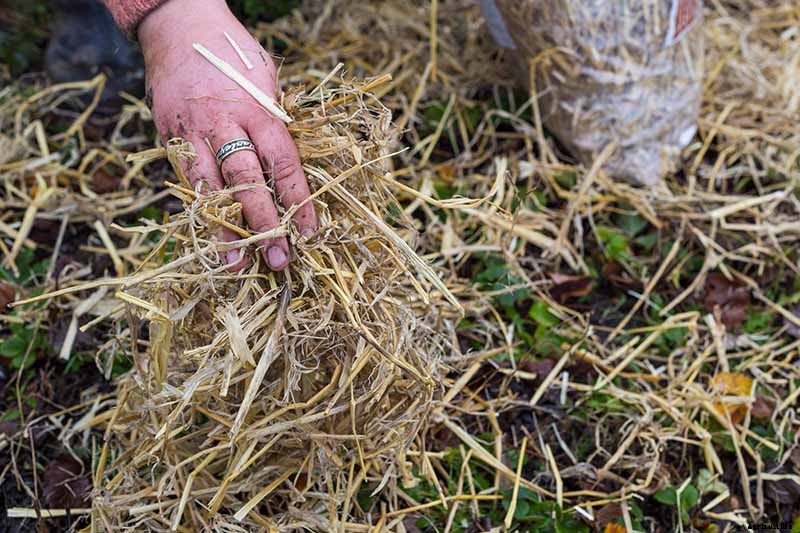 How to Put Strawberry Plants to Bed for the Winter