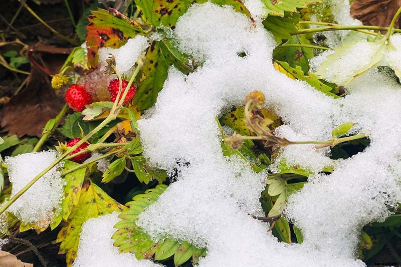 How to Put Strawberry Plants to Bed for the Winter