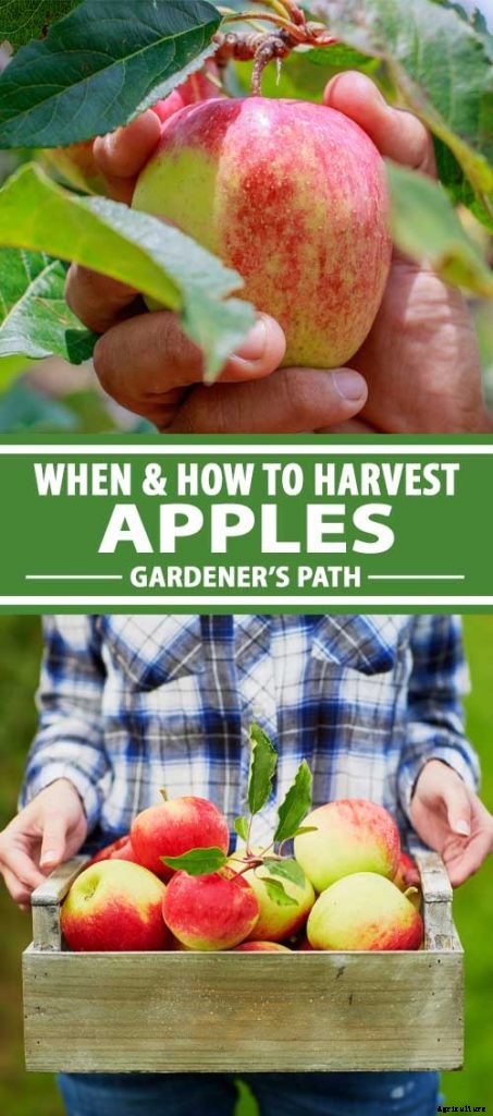 When and How to Harvest Apples