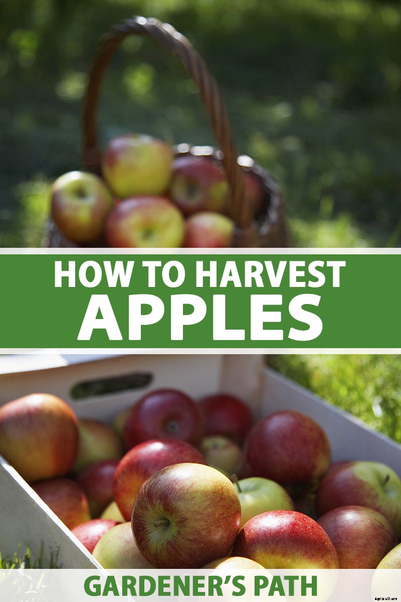 When and How to Harvest Apples