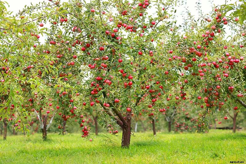 When and How to Harvest Apples