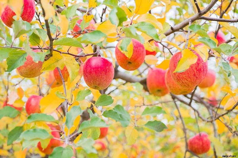 When and How to Harvest Apples