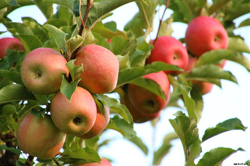 When and How to Harvest Apples