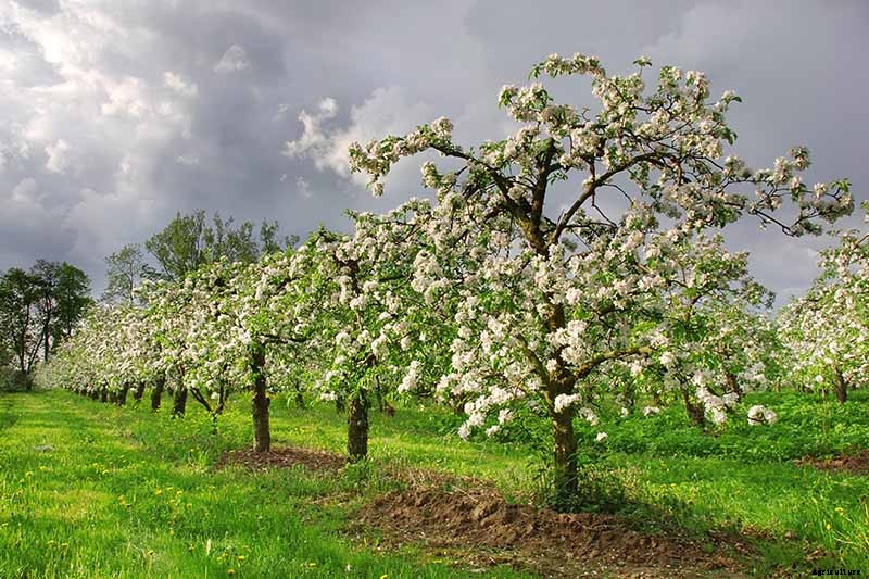 When and How to Harvest Apples