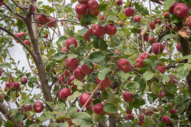 When and How to Harvest Apples