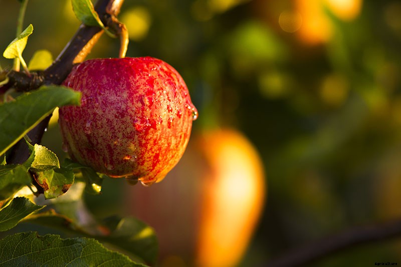 When and How to Harvest Apples